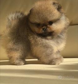 Spitz di pomerania con pedigree ENCI