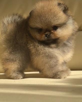 Spitz di pomerania con pedigree ENCI