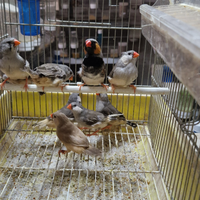 Diamante mandarino olandese canarini