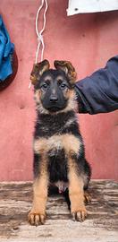 Cuccioli di Pastore Tedesco