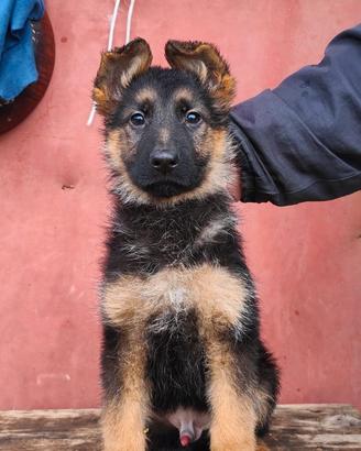 Cuccioli di Pastore Tedesco