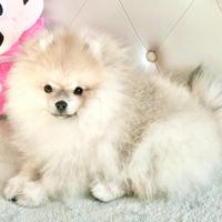 Cane cucciolo Spitz/Volpino di Pomerania nano