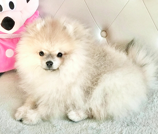 Cane cucciolo Spitz/Volpino di Pomerania nano