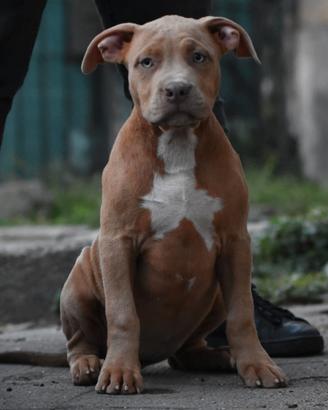 Cucciole di American Bully XL.