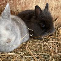 Coniglietti arieti e testa di leone