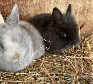 Coniglietti arieti e testa di leone