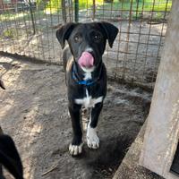 Meravigliosi cuccioli incrocio labrador e border c