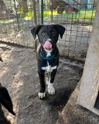 Meravigliosi cuccioli incrocio labrador e border c