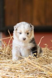 Cucciole Australian Shepherd