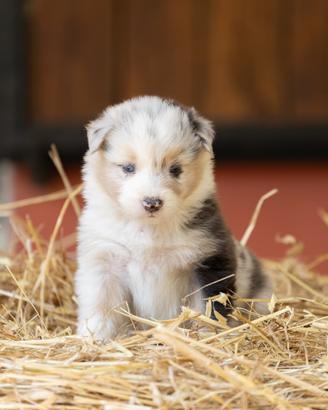 Cucciole Australian Shepherd