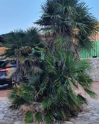 Pianta Cycas