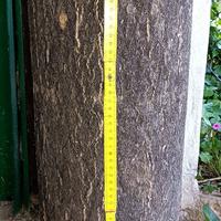 TRONCO DI PINO ESSICATO Alto cm. 61 Diametro 24 Ba