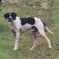 Pointer Francese con Pedegree