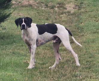 Pointer Francese con Pedegree