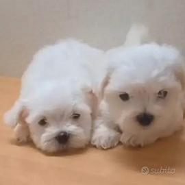 Cuccioli maltese Toy