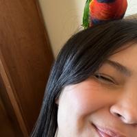 Loricheto arcobaleno ?