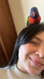 Loricheto arcobaleno ?