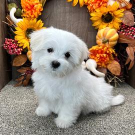 Cuccioli Maltese Maschi