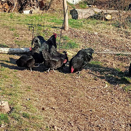 Nuova incubata di Australorp