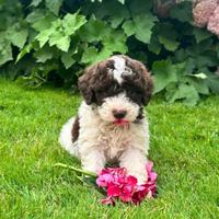 Cuccioli lagotto romagnolo