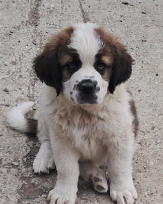 Cuccioli di San Bernardo