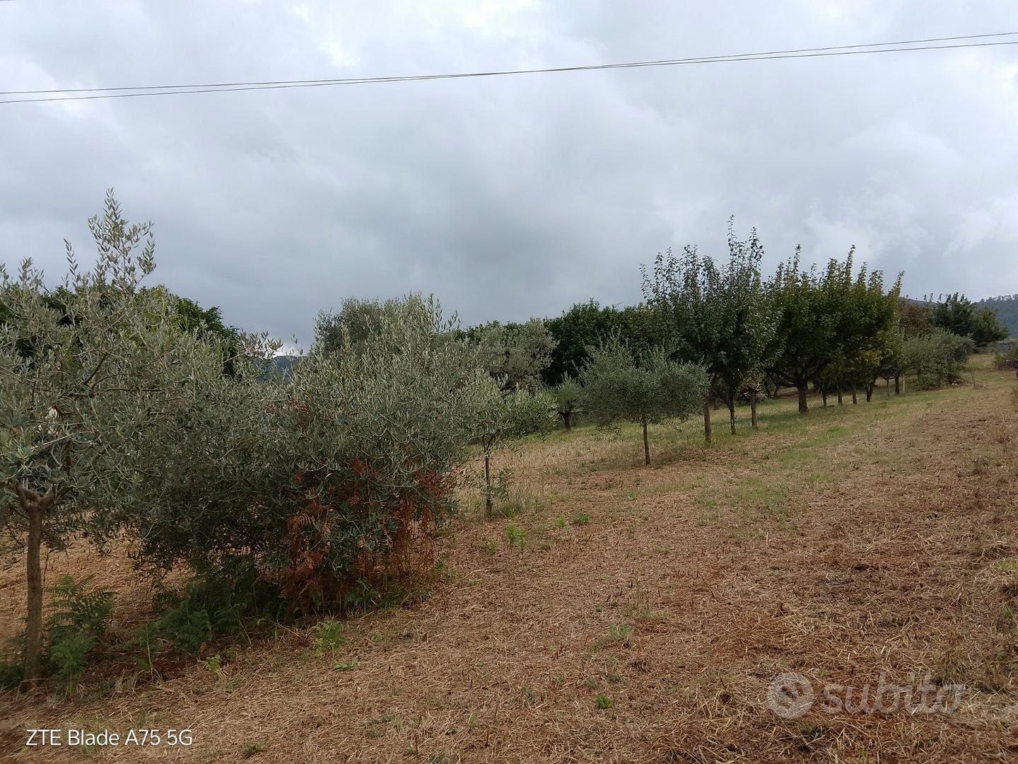 Terreno agricolo - Altro