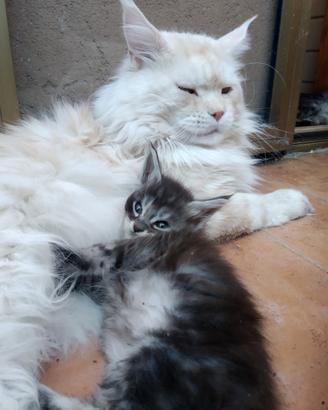 Cucciolata Maine coon