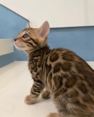 Cuccioli gatto bengala