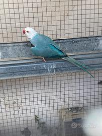 Parrocchetto Blu CT M 2023