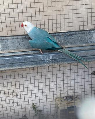 Parrocchetto Blu CT M 2023