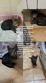 Gattina di due mesi