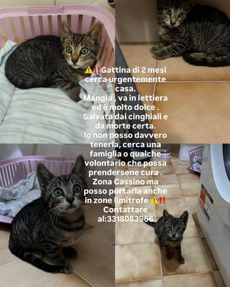 Gattina di due mesi