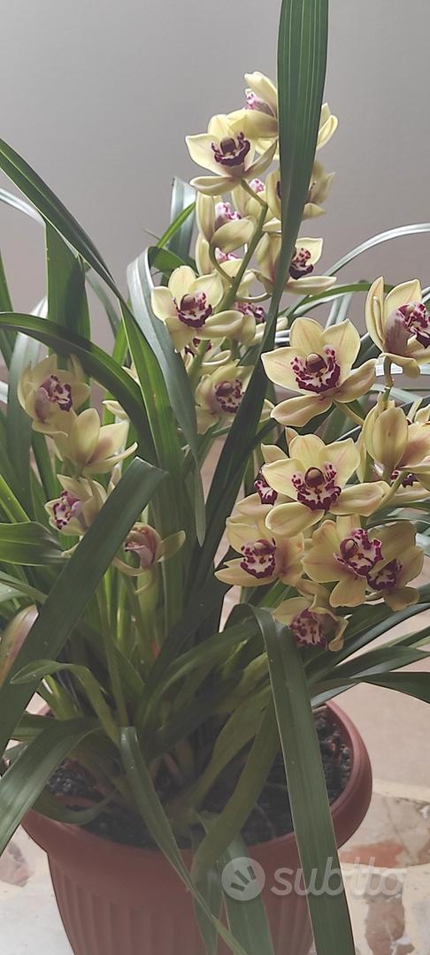 orchidea cymbidium - Giardino e Fai da te In vendita a Bergamo