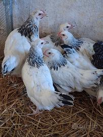Galline ovaiole ermellinata