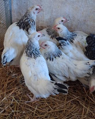 Galline ovaiole ermellinata