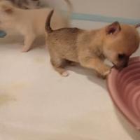 Chihuahua