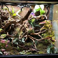 Terrario Exo terra completo  setup professionale