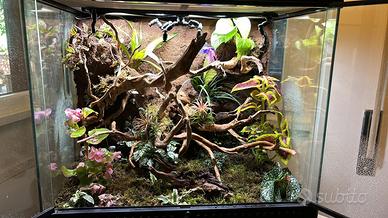 Terrario Exo terra completo  setup professionale