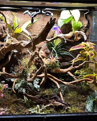 Terrario Exo terra completo  setup professionale