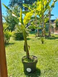 Banano da MT. 1,00 con vaso nuovo e terriccio!
