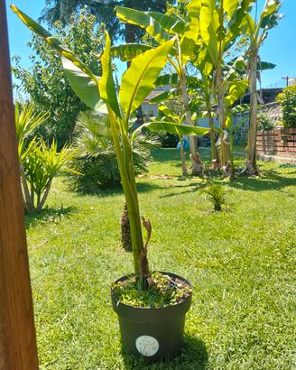 Banano da MT. 1,00 con vaso nuovo e terriccio!
