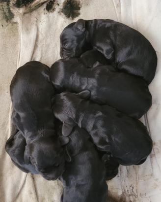 Cocker spaniel