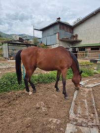 Cavallo Arabo Puro - Bello e Affidabile
