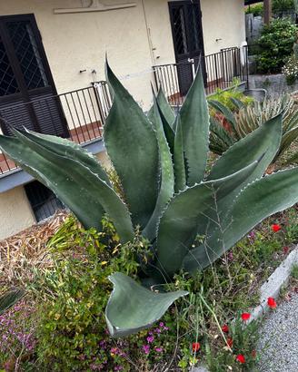 Agave americana