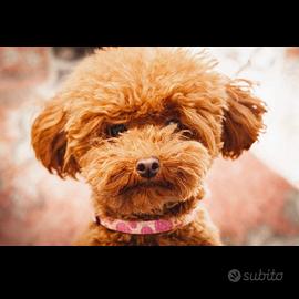 Barboncino femmina mini toy