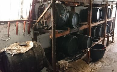 12 Botti acetaia famigliare cessata.