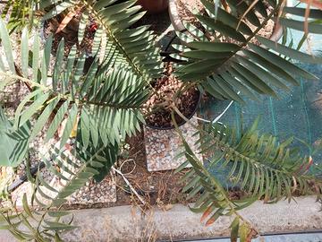encephalartos  - cycas - Palma. 
