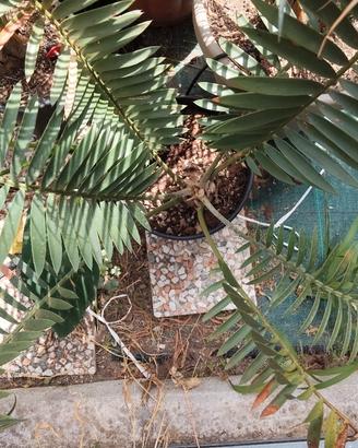 encephalartos chimaminaniens - cycas - Palma. 
