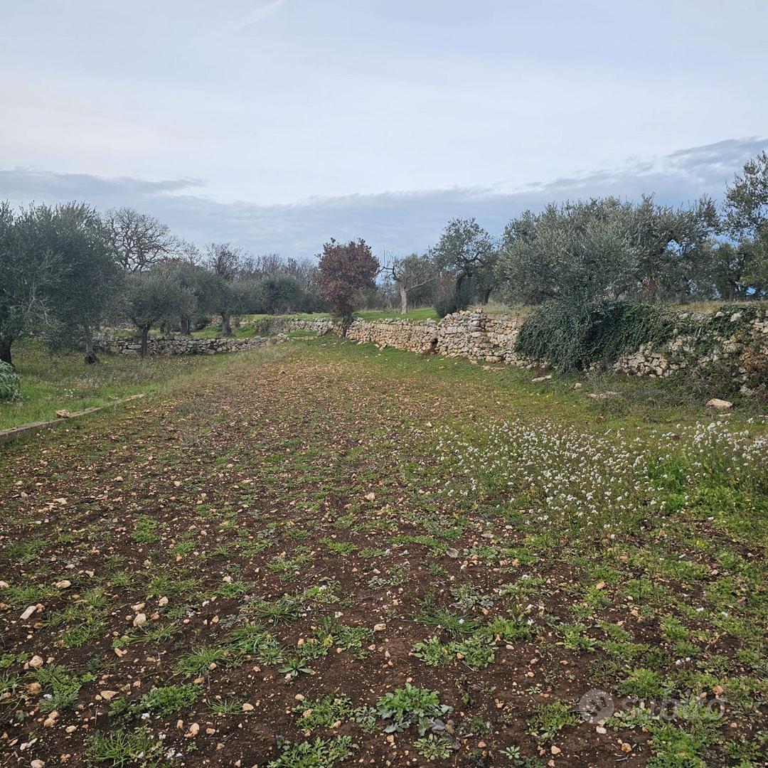 Terreno uliveto - Vista 4