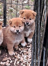 Shiba inu cuccioli